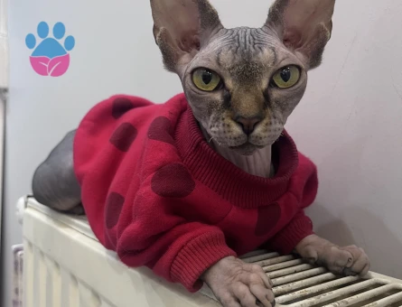 sfenks kızımıza eş arıyoruz!