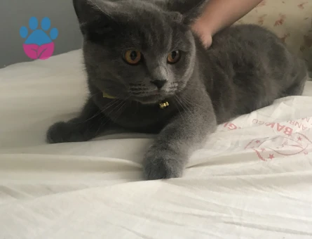 prensesimize damat adayi ariyoruz