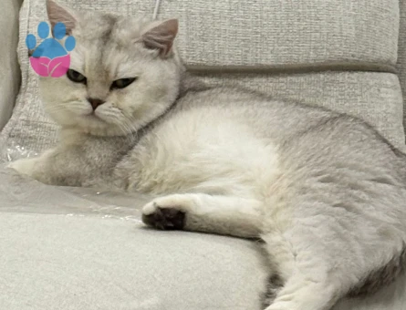 British Shorthair Oğlumuza eş arıyoruz