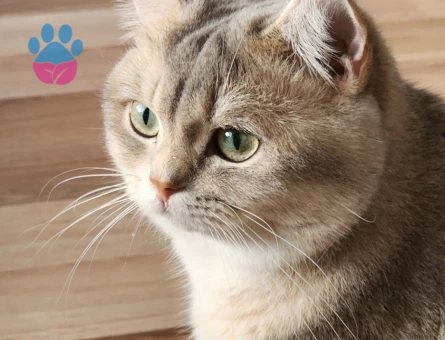 British Shorthair2 Yaşında Eş Arıyor