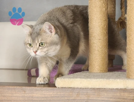British Shorthair2 Yaşında Eş Arıyor