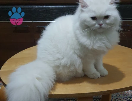 British Longhair Kedime Eş arıyoruz..