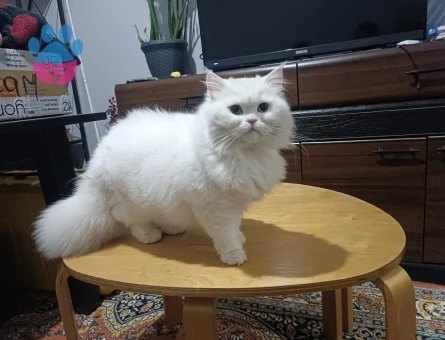 British Longhair Kedime Eş arıyoruz..