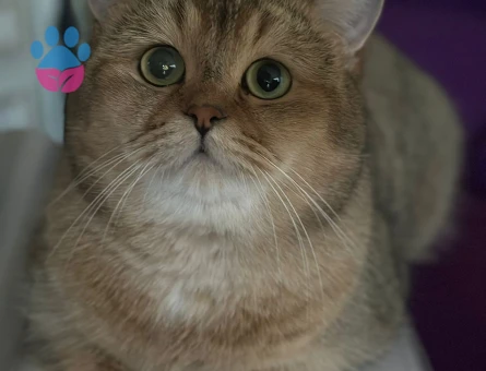 British Shorthair Golden Erkek Kedime Eş Arıyorum