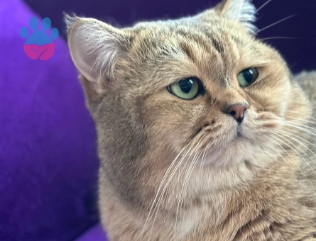 British Shorthair Golden Erkek Kedime Eş Arıyorum