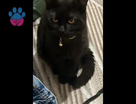 British Shorthair Oğlum gece için eş arıyoruz