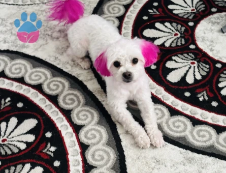 Maltese Terrier Elsa Eş Arıyor