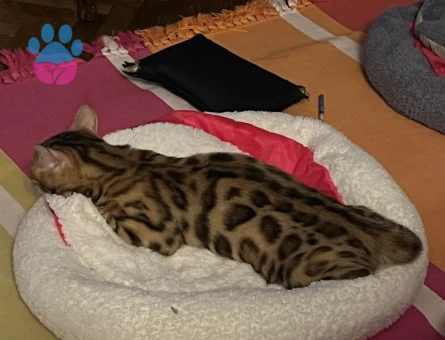 Erkek Bengal Kedime Eş Arıyorum