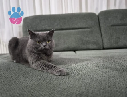 Oğlum gölge eş arıyoruz