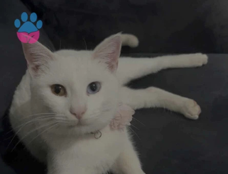 10 aylık dişi Van kırması kedime çiftleşmek için sağlıklı ve aşılı eş arıyoruz.