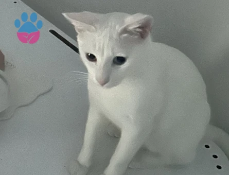 10 aylık dişi Van kırması kedime çiftleşmek için sağlıklı ve aşılı eş arıyoruz.