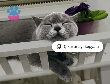 British Shorthair 2 Yaşında Eş ariyoruz