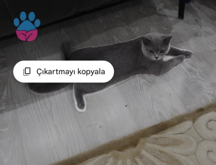 British Shorthair 2 Yaşında Eş ariyoruz