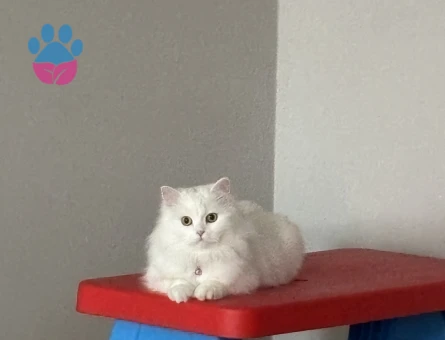 Ankara Kedisi Kızımıza eş arıyoruz