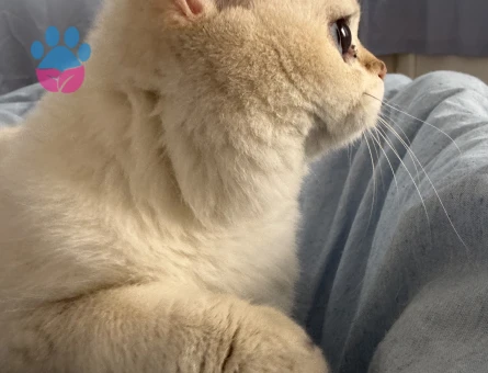 Beyaz Mavi Gözlü British Kral