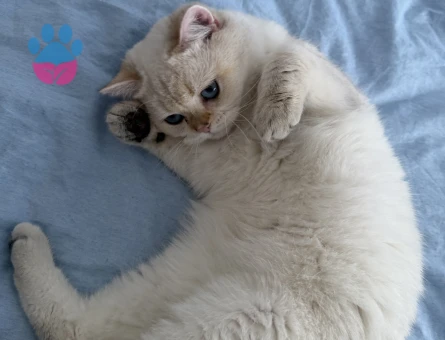 Beyaz Mavi Gözlü British Kral