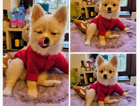 Poomeranian Boo Oğluma eş arıyorum