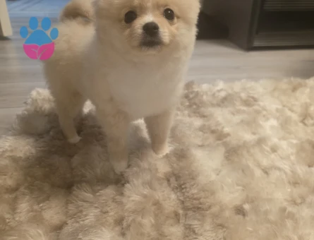 Poomeranian Boo Oğluma eş arıyorum