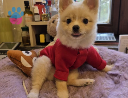 Poomeranian Boo Oğluma eş arıyorum