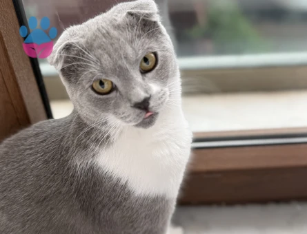 10 aylık Scottish fold 11 Aylık Eş Arıyor