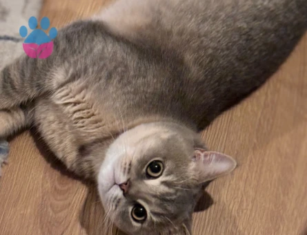 British shorthair annesi secereli oğlumuz için eş arıyoruz