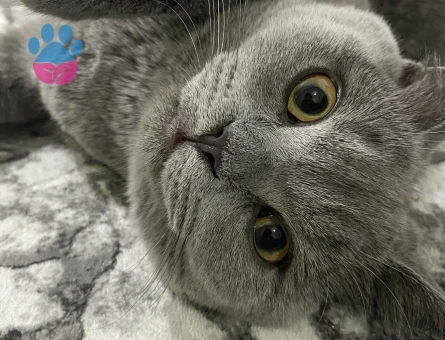 Yakışıklıma eş arıyorum