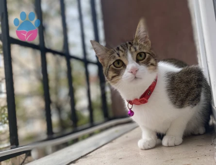 Kızıma Eş arıyorum