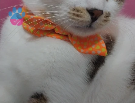 Prenses'e eş arıyorum