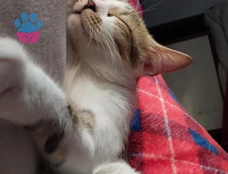 Prenses'e eş arıyorum