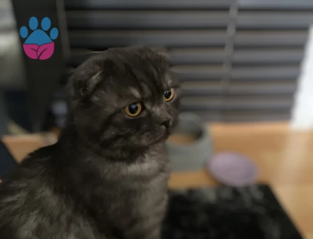 Oğlumuz paşaya dişi kedi arıyoruz