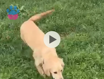 Golden Retriever 1,5 Yaşında Eş Arıyor
