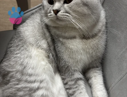 British Shorthair 10 Aylık Erkek Kızgınlıkta