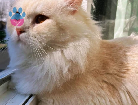 İran Kedisi 1 Yaşında Eş Arıyor