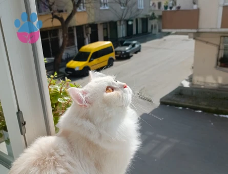 İran Kedisi 1 Yaşında Eş Arıyor