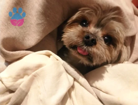 Yorkshire Terrier Oğluma Eş ariyorum