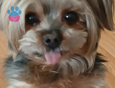 Yorkshire Terrier Oğluma Eş ariyorum