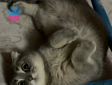 Scottish Fold 1,5 Yaşında Dişi Kızgınlıkta