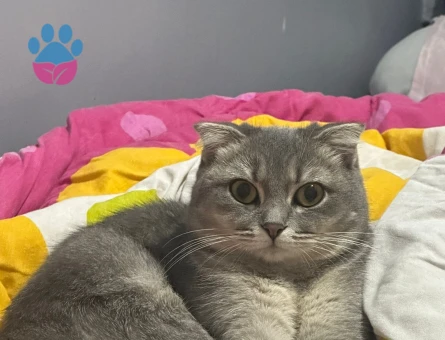 Scottish Fold 1,5 Yaşında Dişi Kızgınlıkta