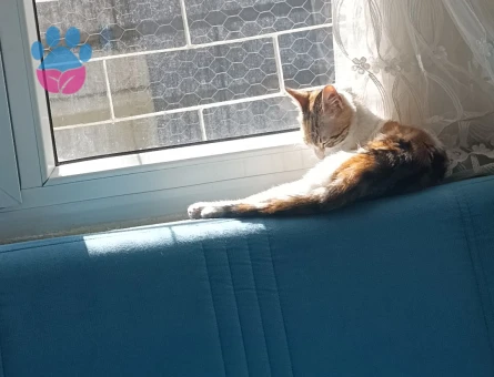 Calico Tekir Kedime Eş Arıyorum