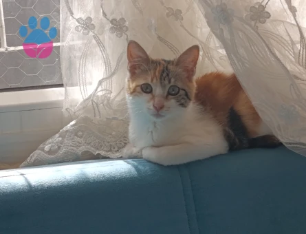 Calico Tekir Kedime Eş Arıyorum