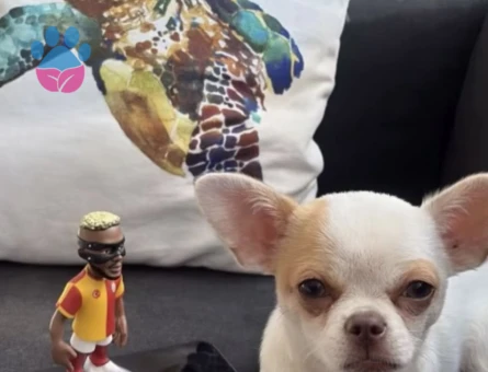 Maltipoo 1 Yaşında Köpeğim Eş Arıyor