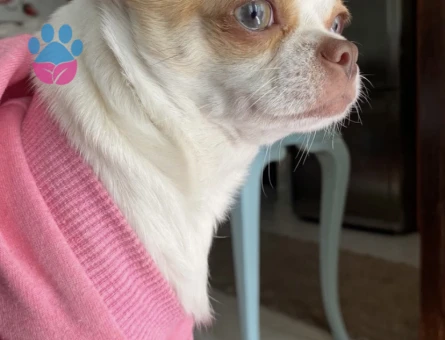 Maltipoo 1 Yaşında Köpeğim Eş Arıyor