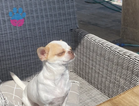 Maltipoo 1 Yaşında Köpeğim Eş Arıyor