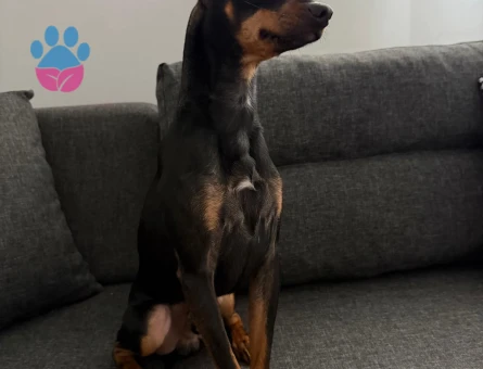 Mini pincher 2 Yaşında Erkek Kızgınlıkta