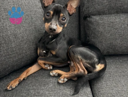 Mini pincher 2 Yaşında Erkek Kızgınlıkta