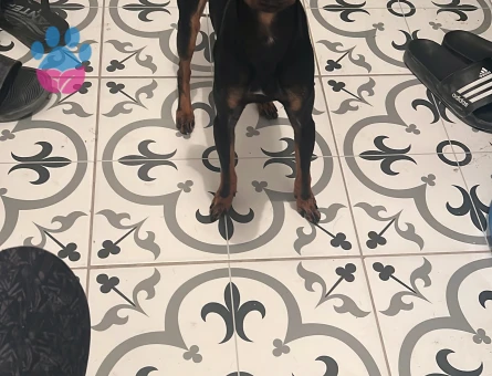 Mini pincher 2 Yaşında Erkek Kızgınlıkta