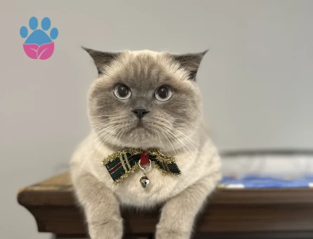 Scottish Straight BluePoint Kedime Eş Arıyorum