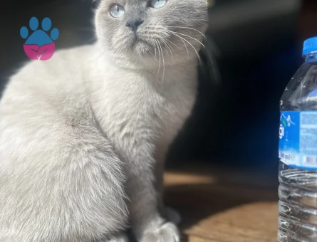 Scottish Straight BluePoint Kedime Eş Arıyorum