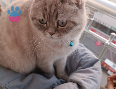 British Shorthair Sütlaç'a Eş Aryoruz