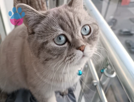 British Shorthair Sütlaç'a Eş Aryoruz